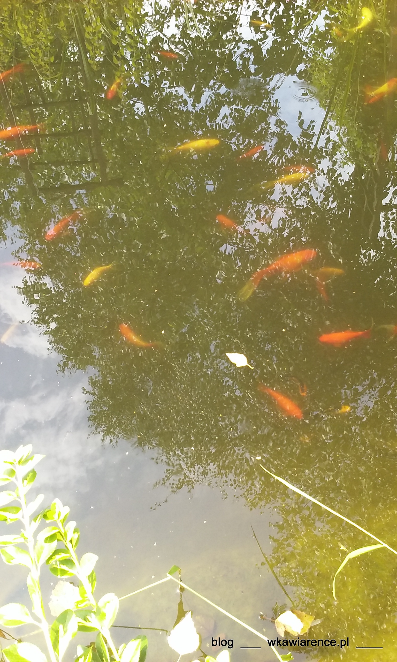 20150802_130414