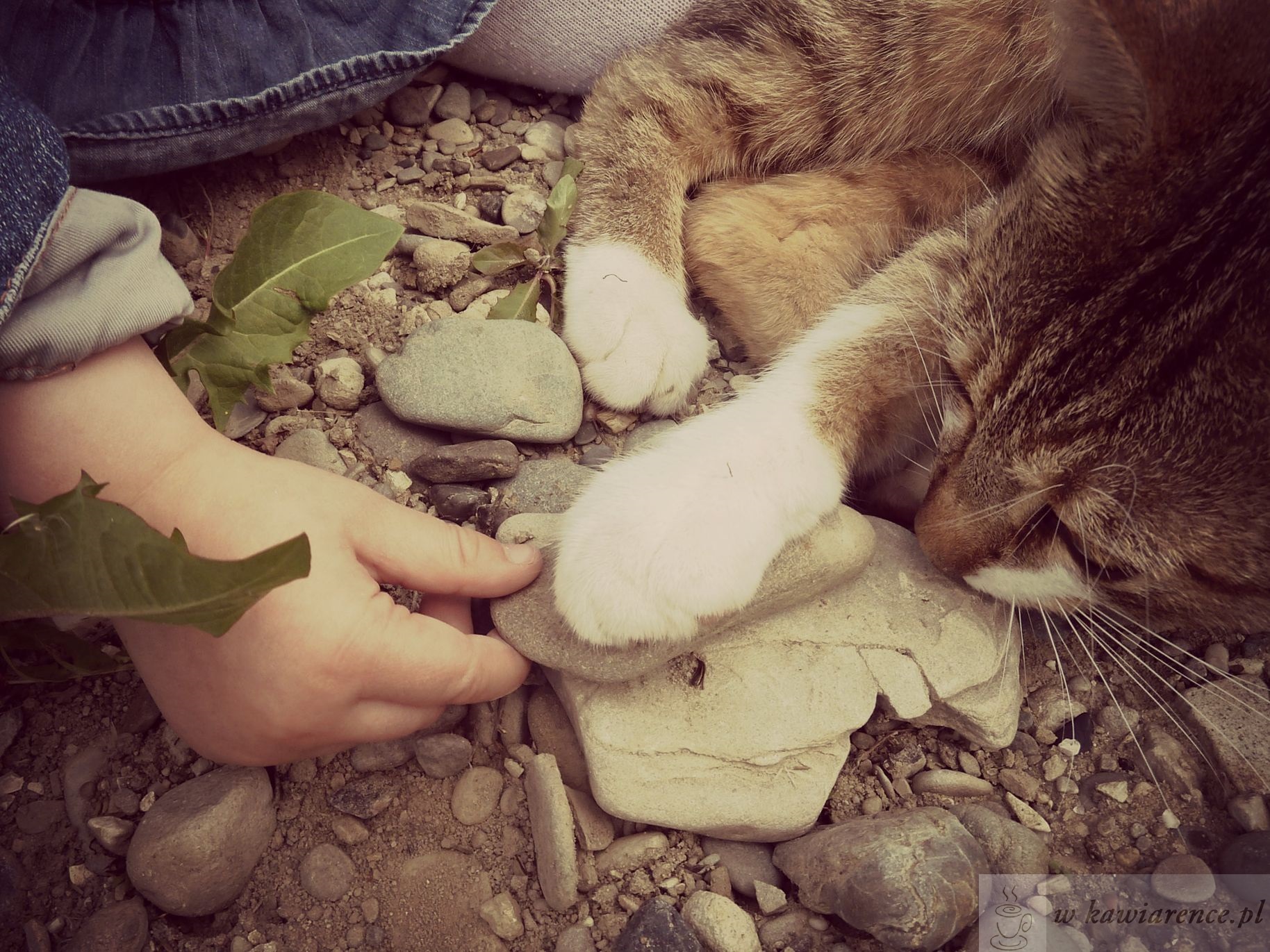 kotki dla dzieci 