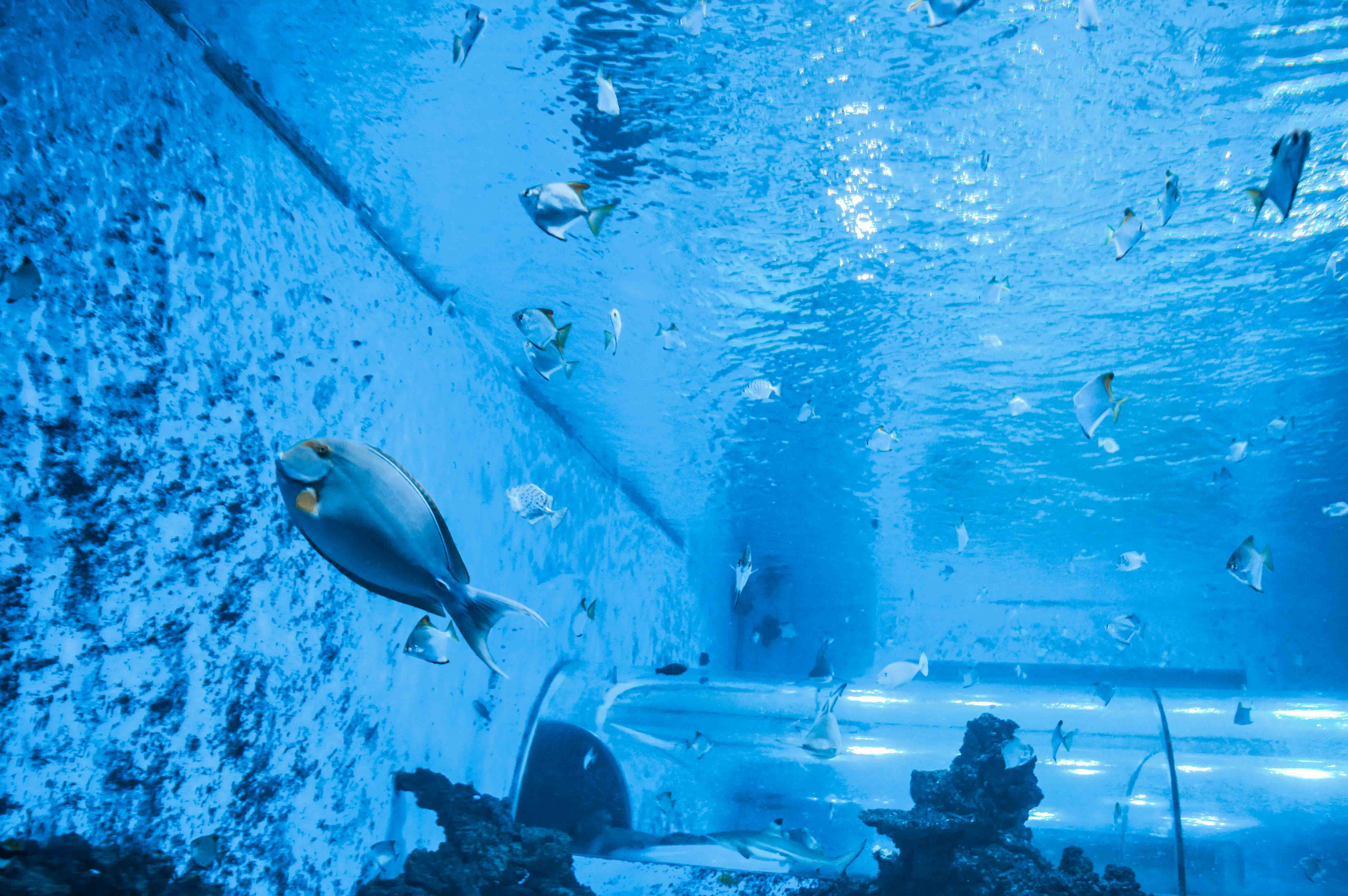 Aquapark Reda basen Gdynia Trójmiasto