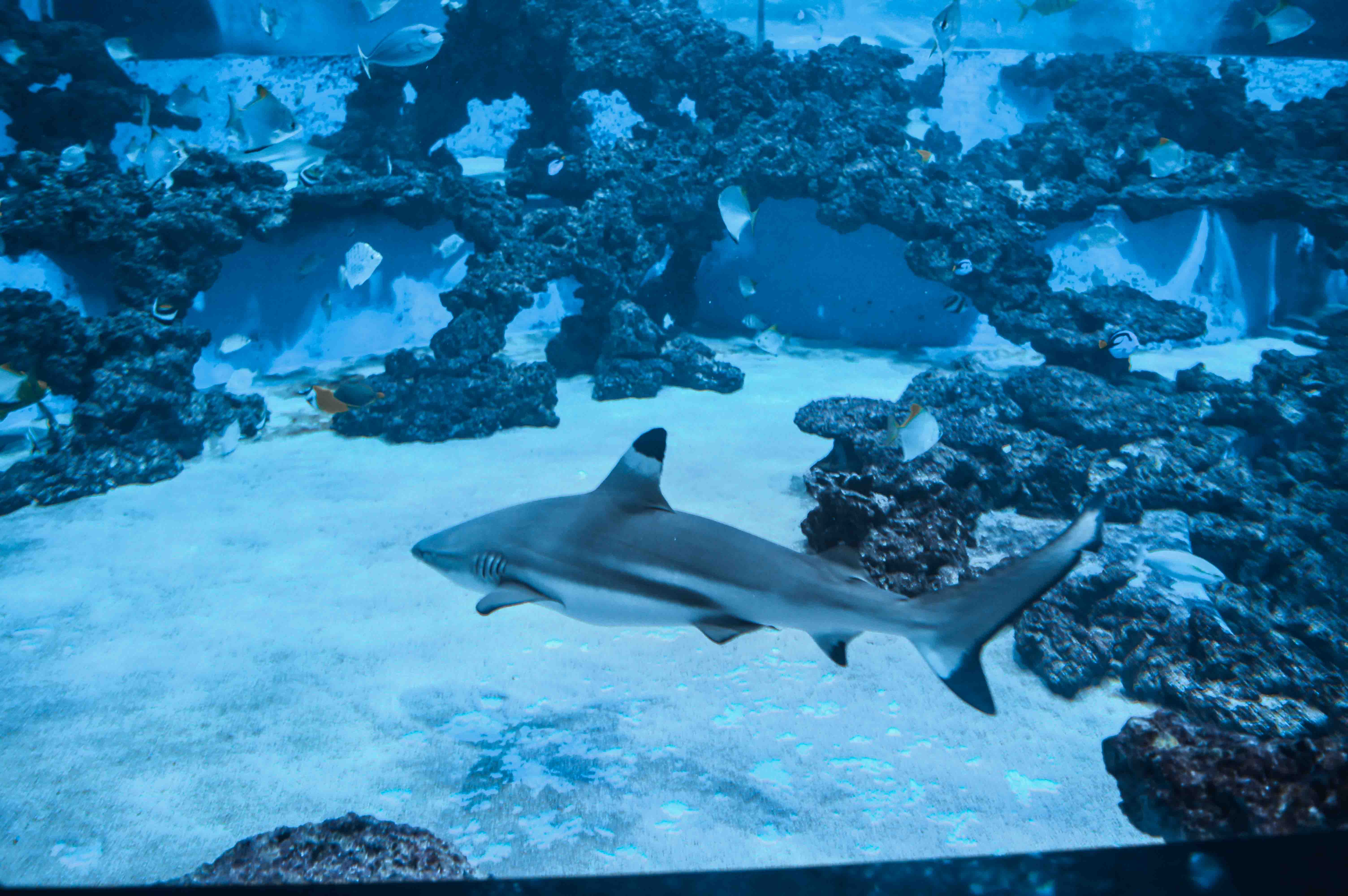 Aquapark Reda - basen niedaleko Helu, Jastarni, Kuźnicy, Gdyni, Gdańska