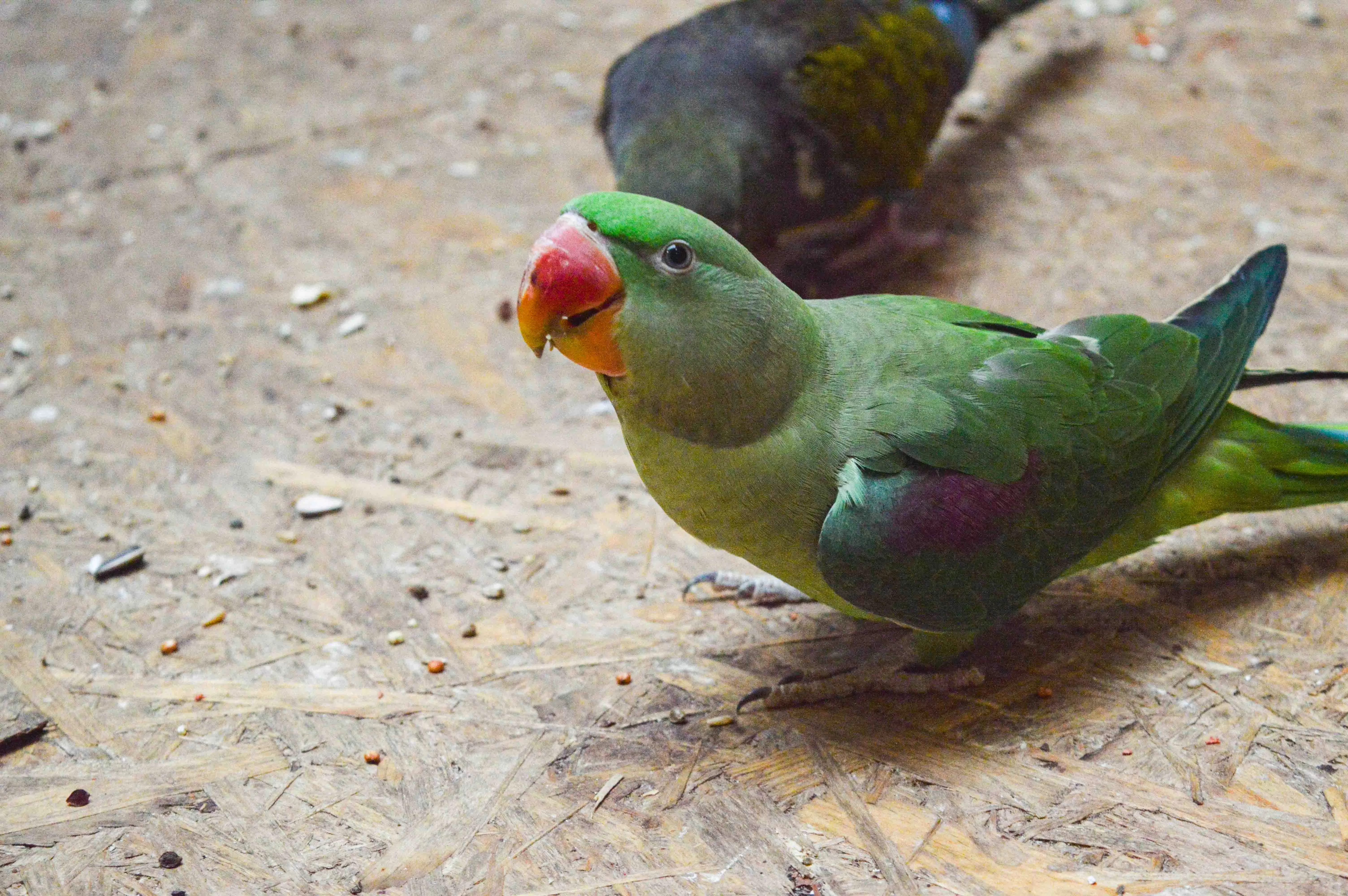 Papugarnia Reda godziny otwarcia