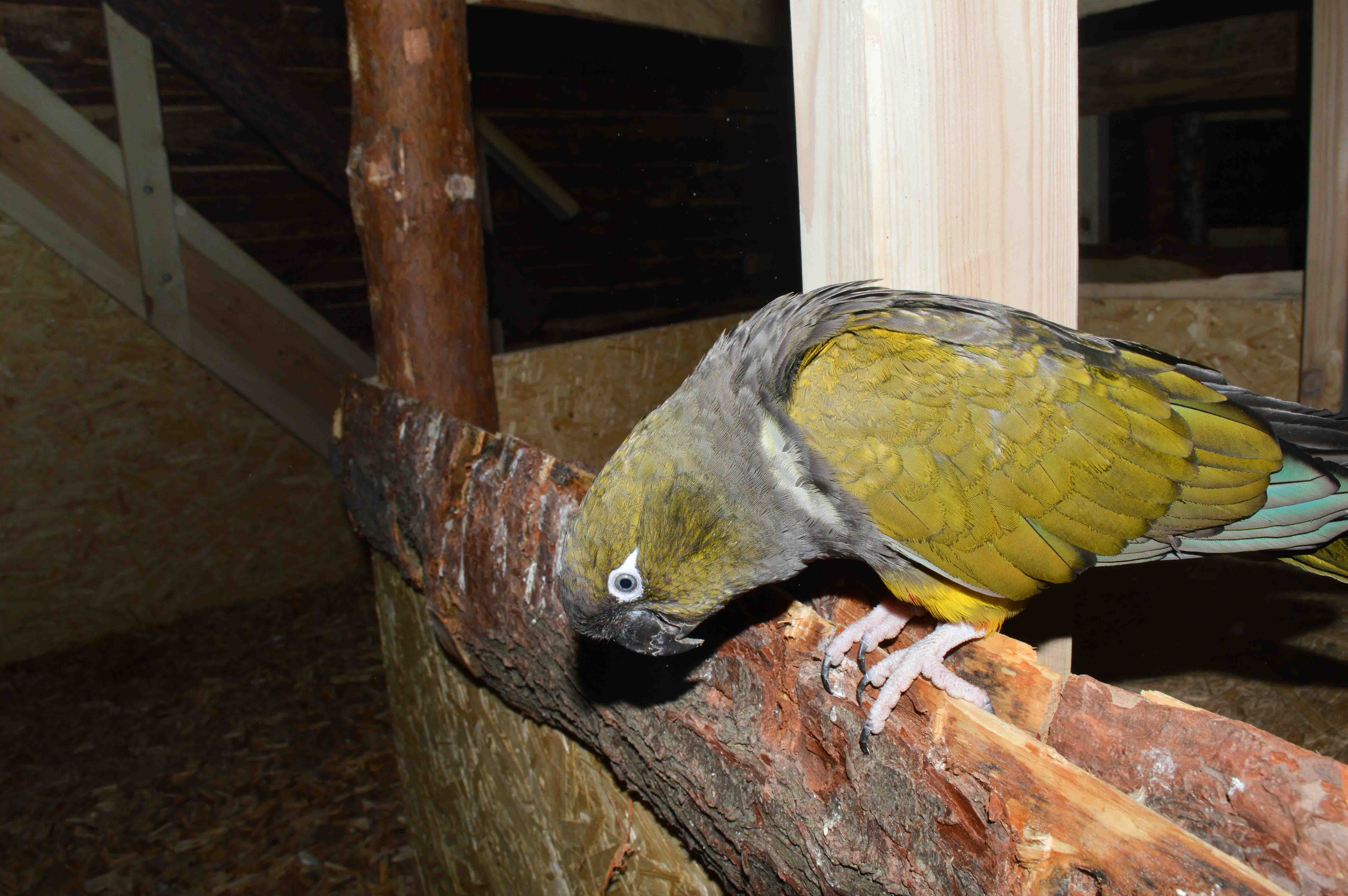 Papugarnia Trójmiasto Gdynia Gdańsk