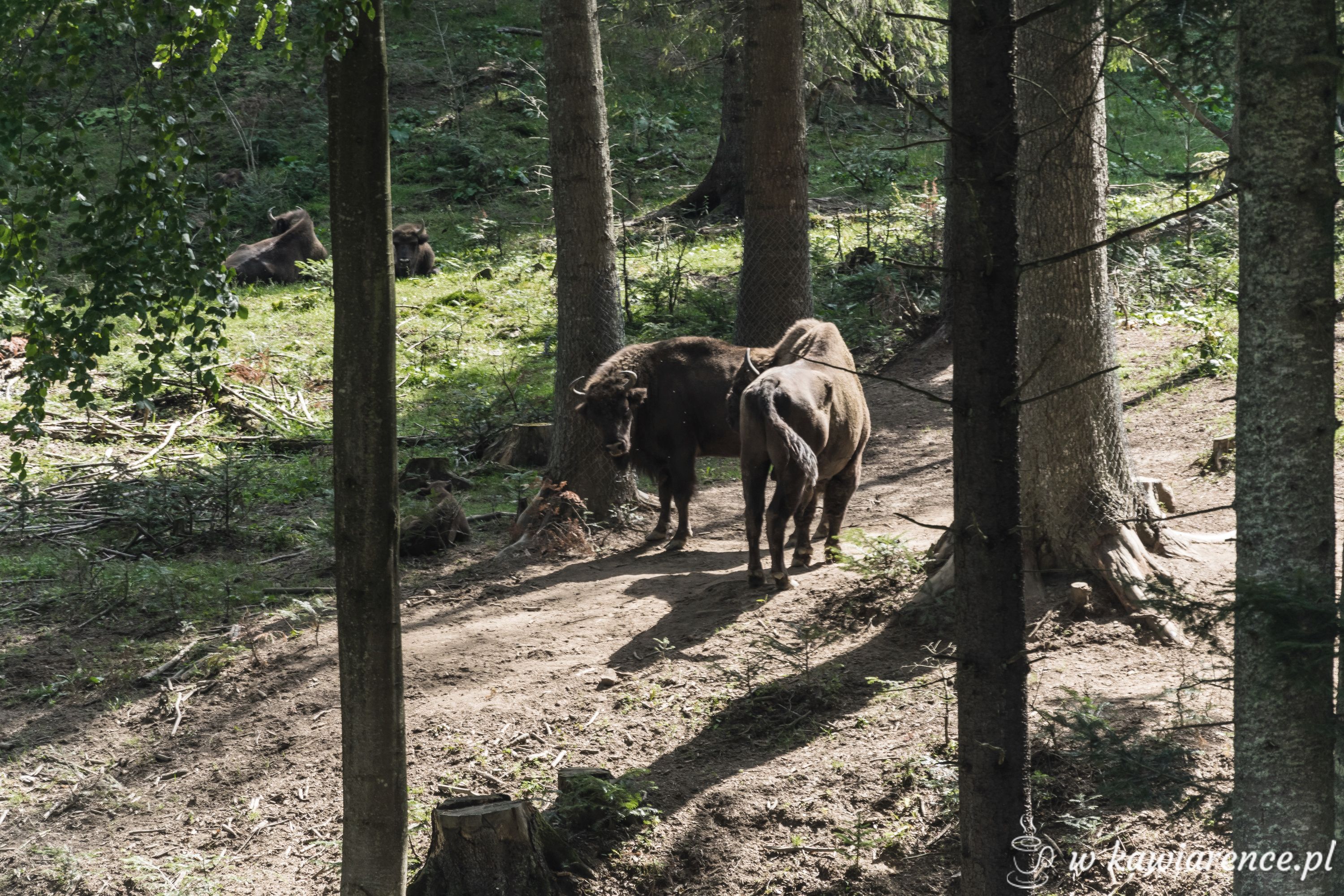 zagroda zubrow bieszczady