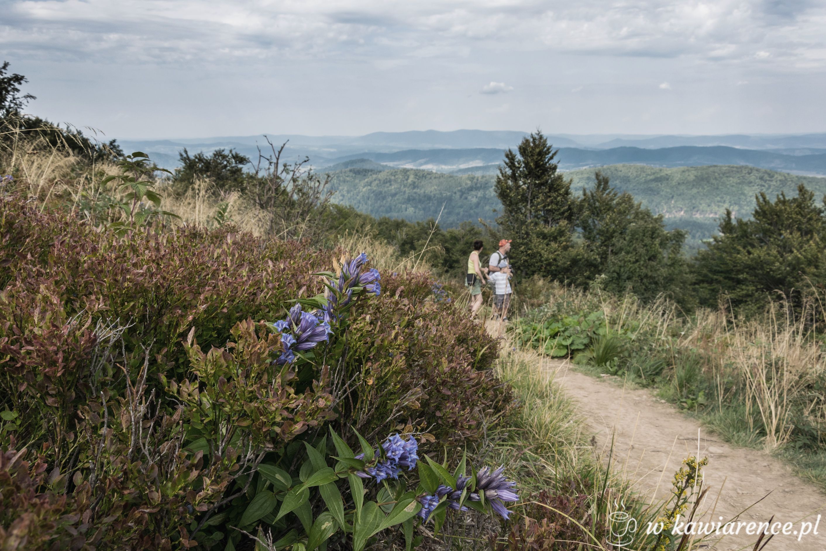 połoniny bieszczady bukowe berdo