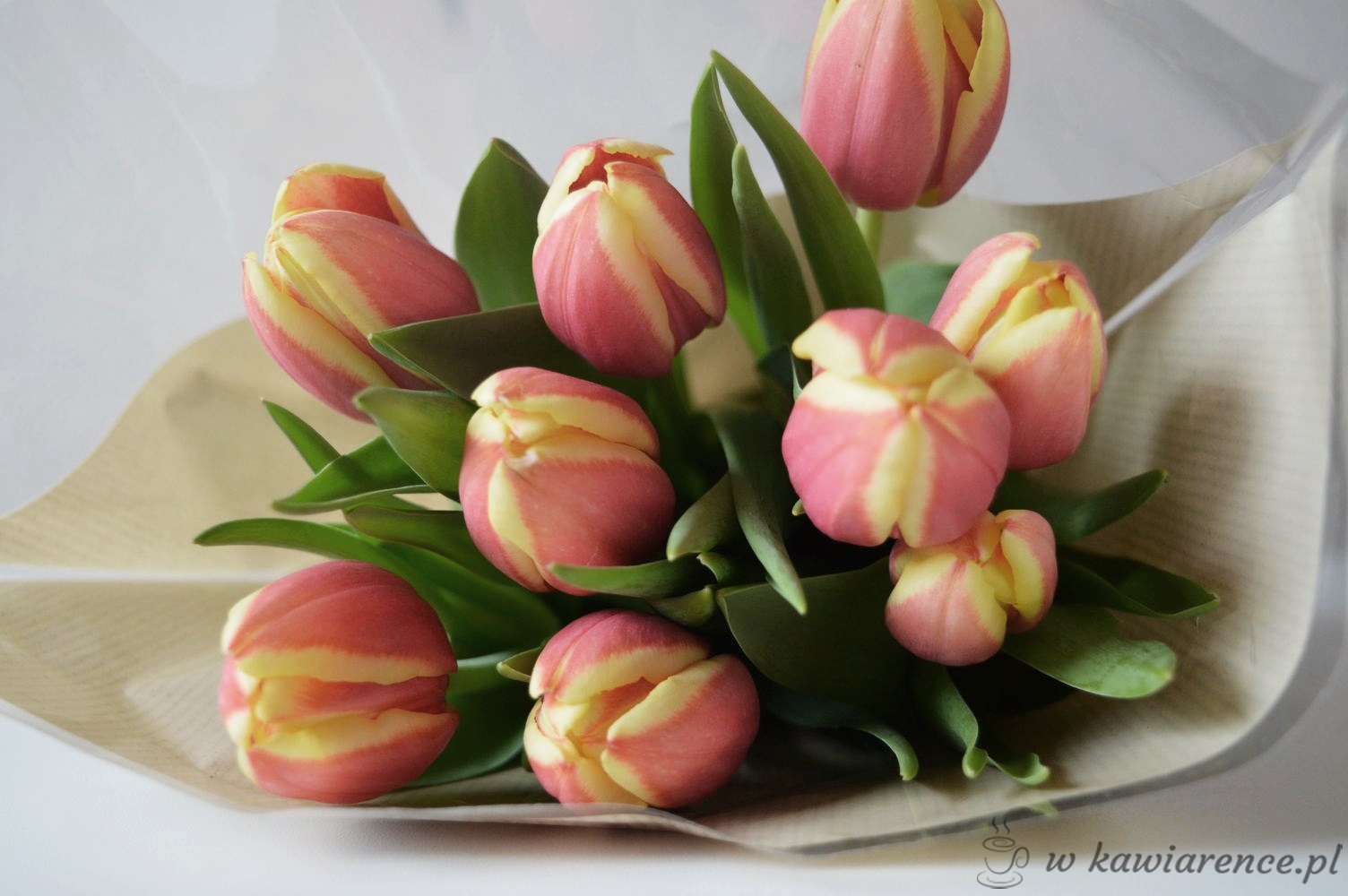 wiosenne-tulipany