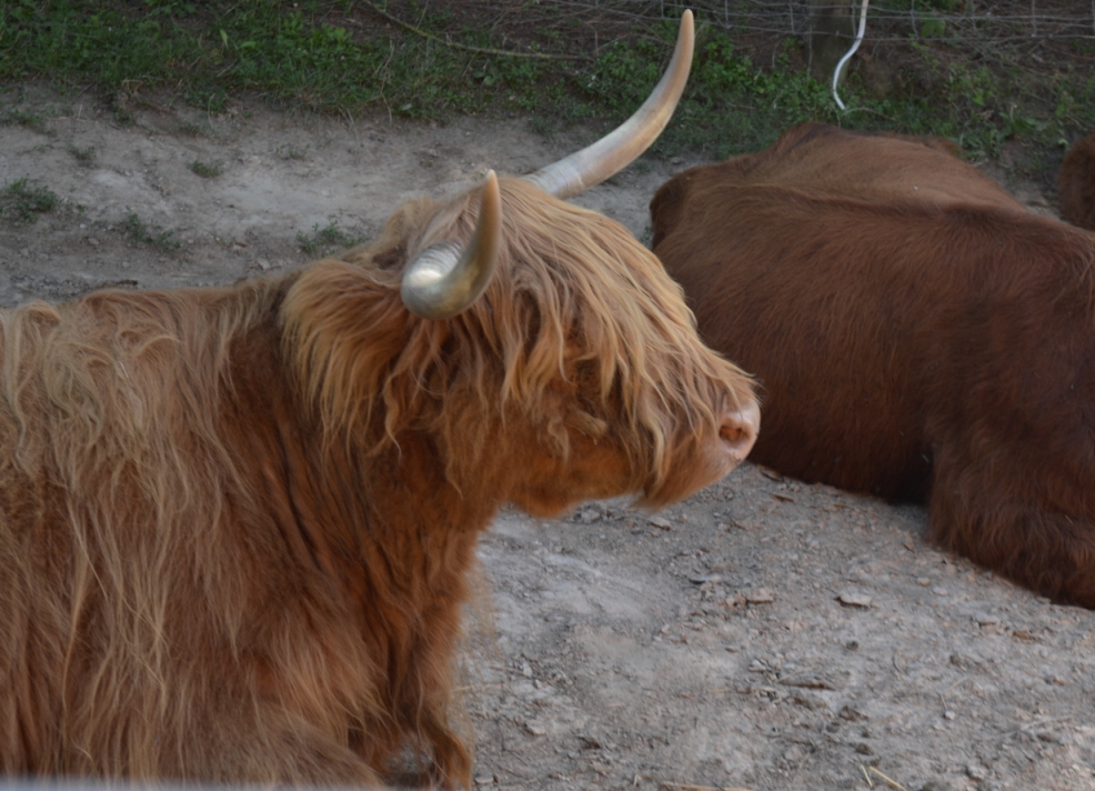 bydło szkockie polska zoo bydło szkockie polska zoo