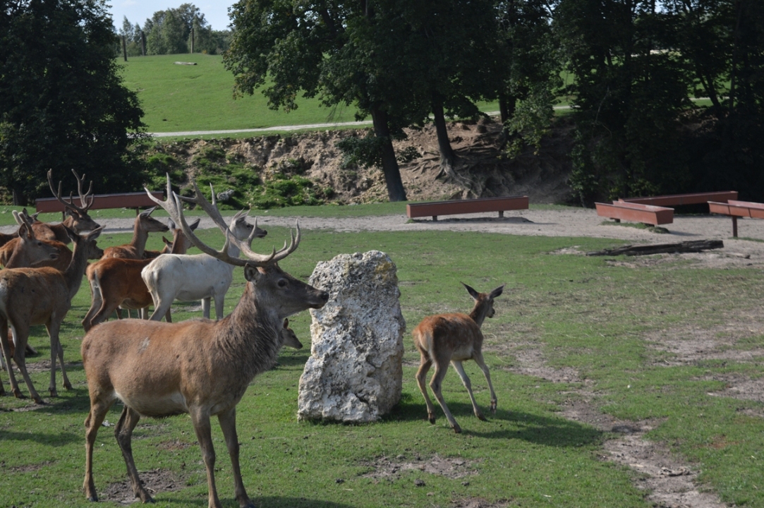 zoo bałtów świętokrzyskie zoo świętokrzyskie