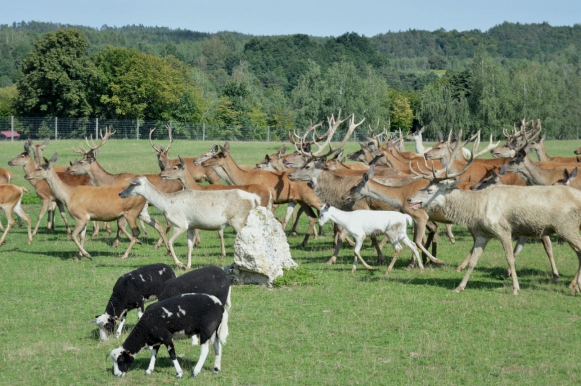 jelenie w zoo jelenie świętokrzyskie województwo