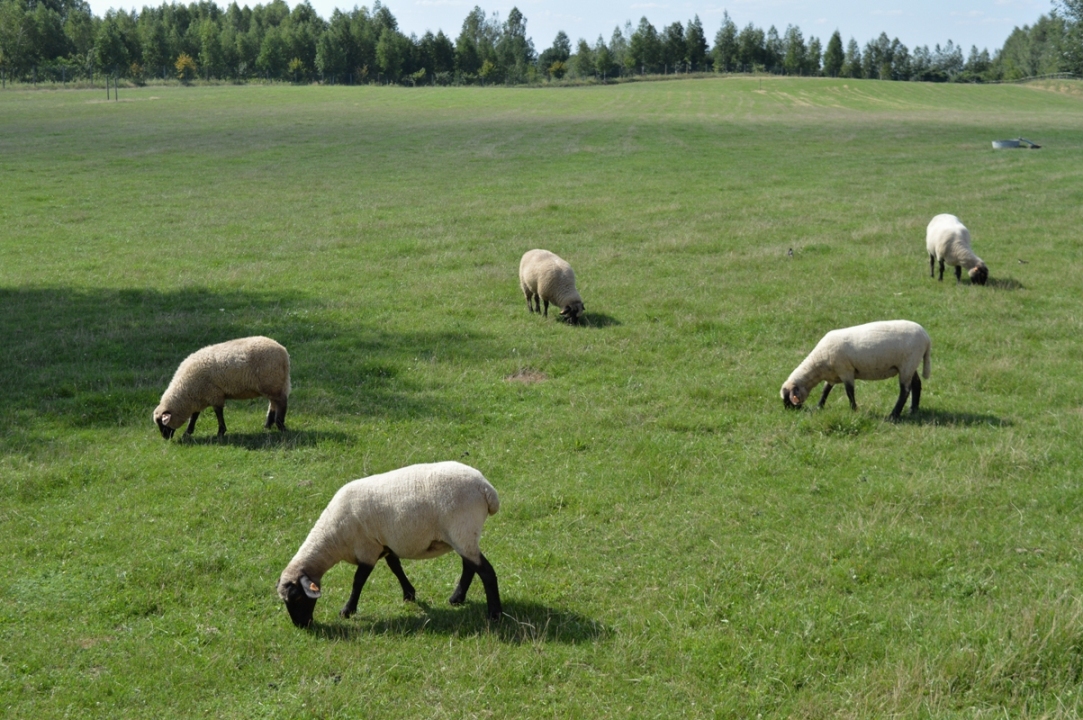 owce bałtów park rozrywki kompleks turystyczny atrakcje zwierzyniec w bałtowie