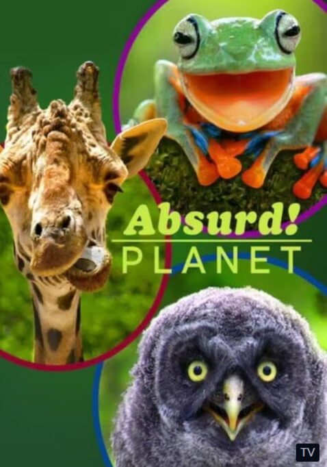 Wartościowe programy dla dzieci o zwierzętach edukacyjna bajka dla dzieci o zwierzętach