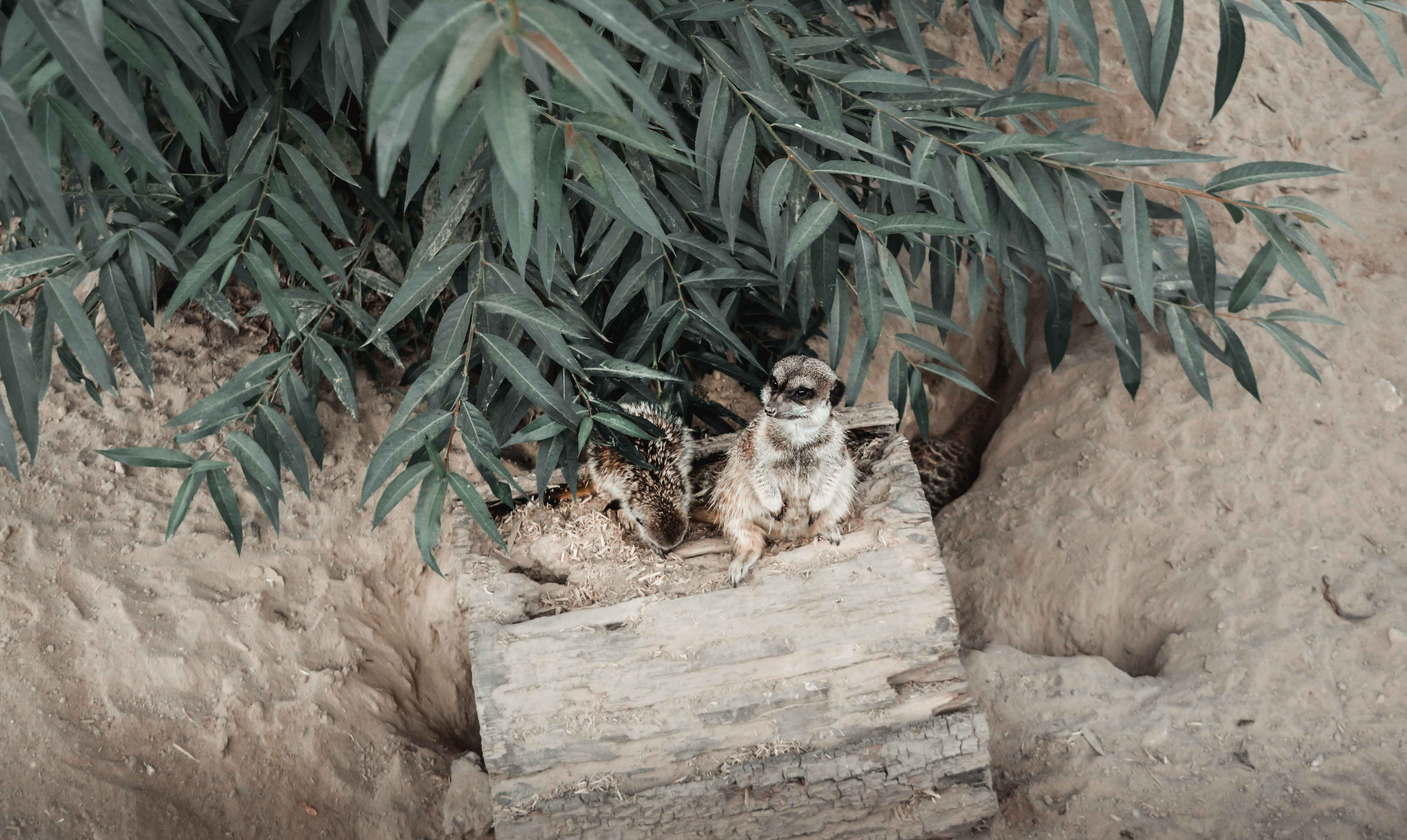 zwierzyniec, Zoo świętokrzyskie