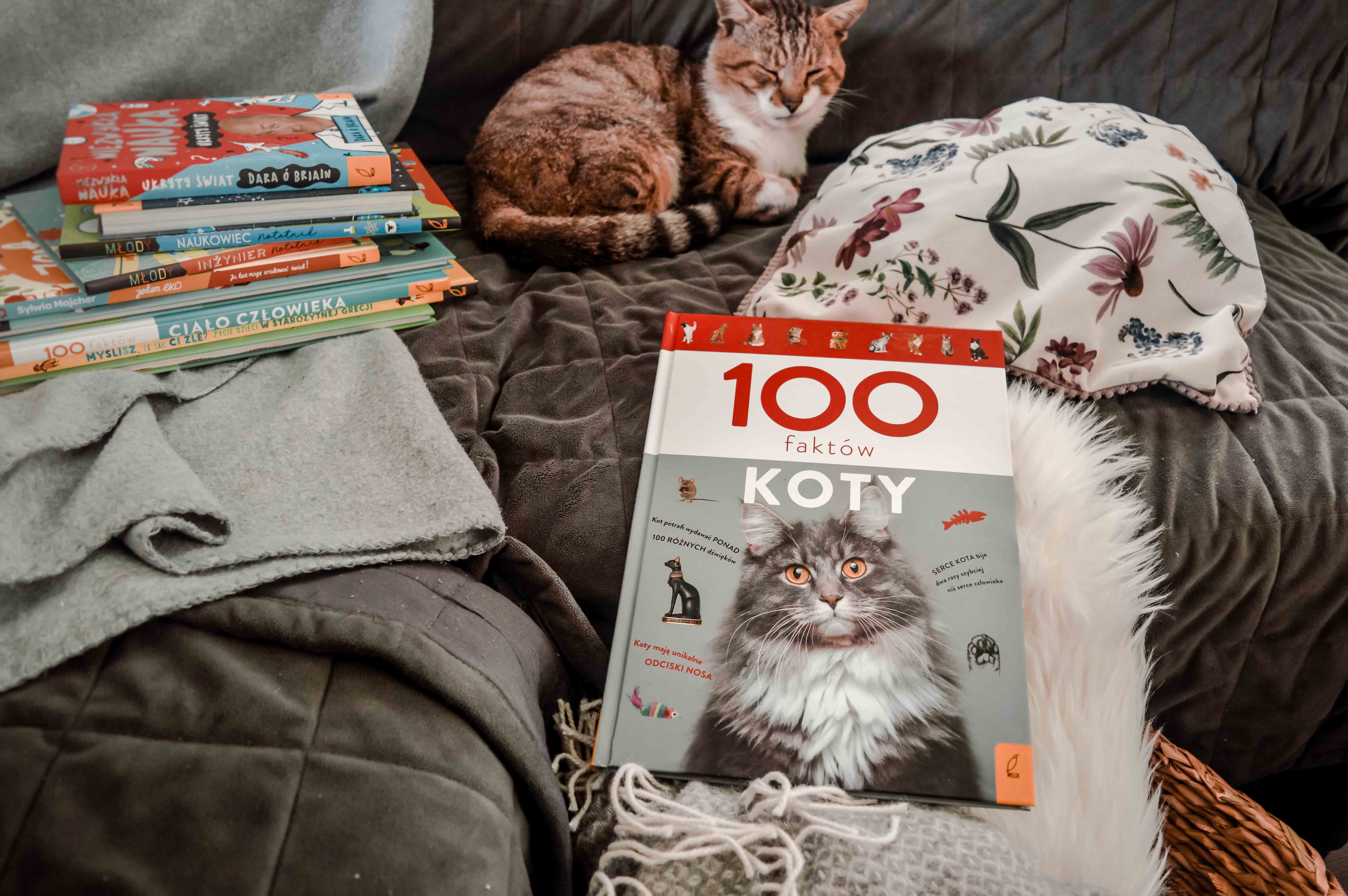 ksiażka dla dzieci o kotach - 100 faktów o kotach wydawnictwo Wilga - ksiązka naukowa o kotach o ich zwyczajach