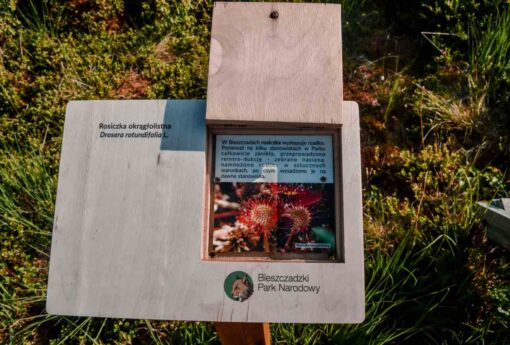 Bieszczady Torfowisko co można zobaczyć na torfowisku jakie okazy roślin