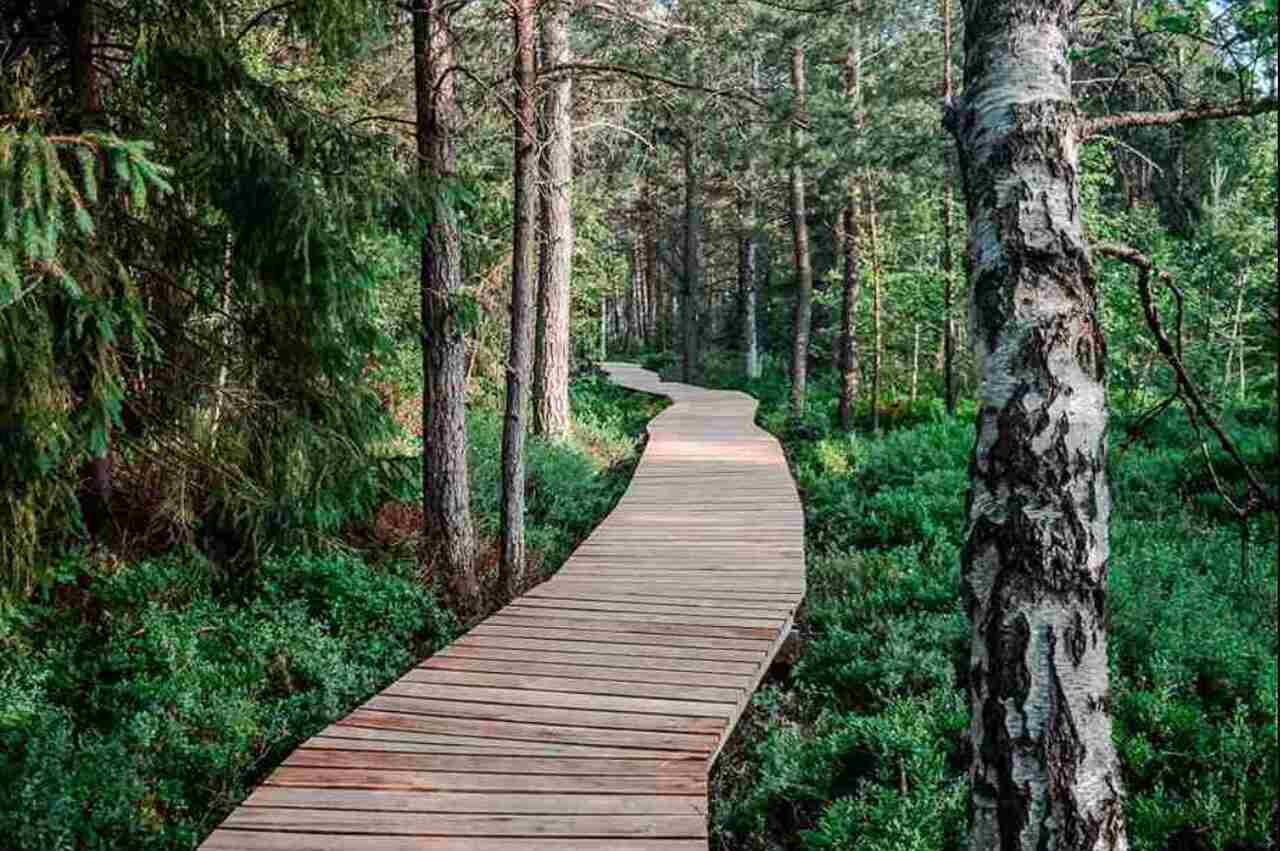 Najładniejsza miejsca w bieszczadach na spacer Torfowisko Bieszczady Park Narodowy Bieszczadzki